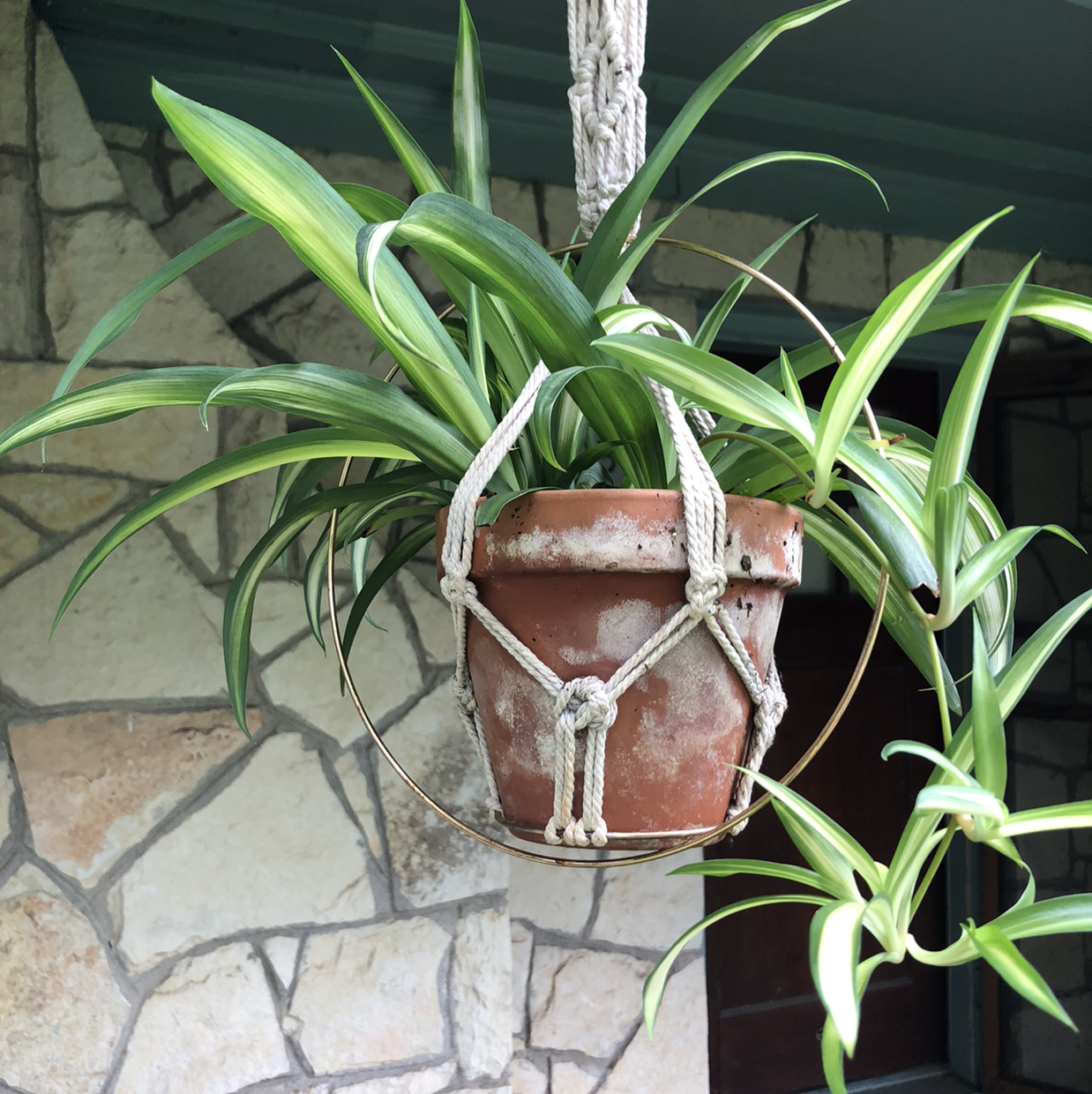 Spider Plant plant photo by @neko.nebula named So I’m a Spider, So What? on Greg, the plant care app.