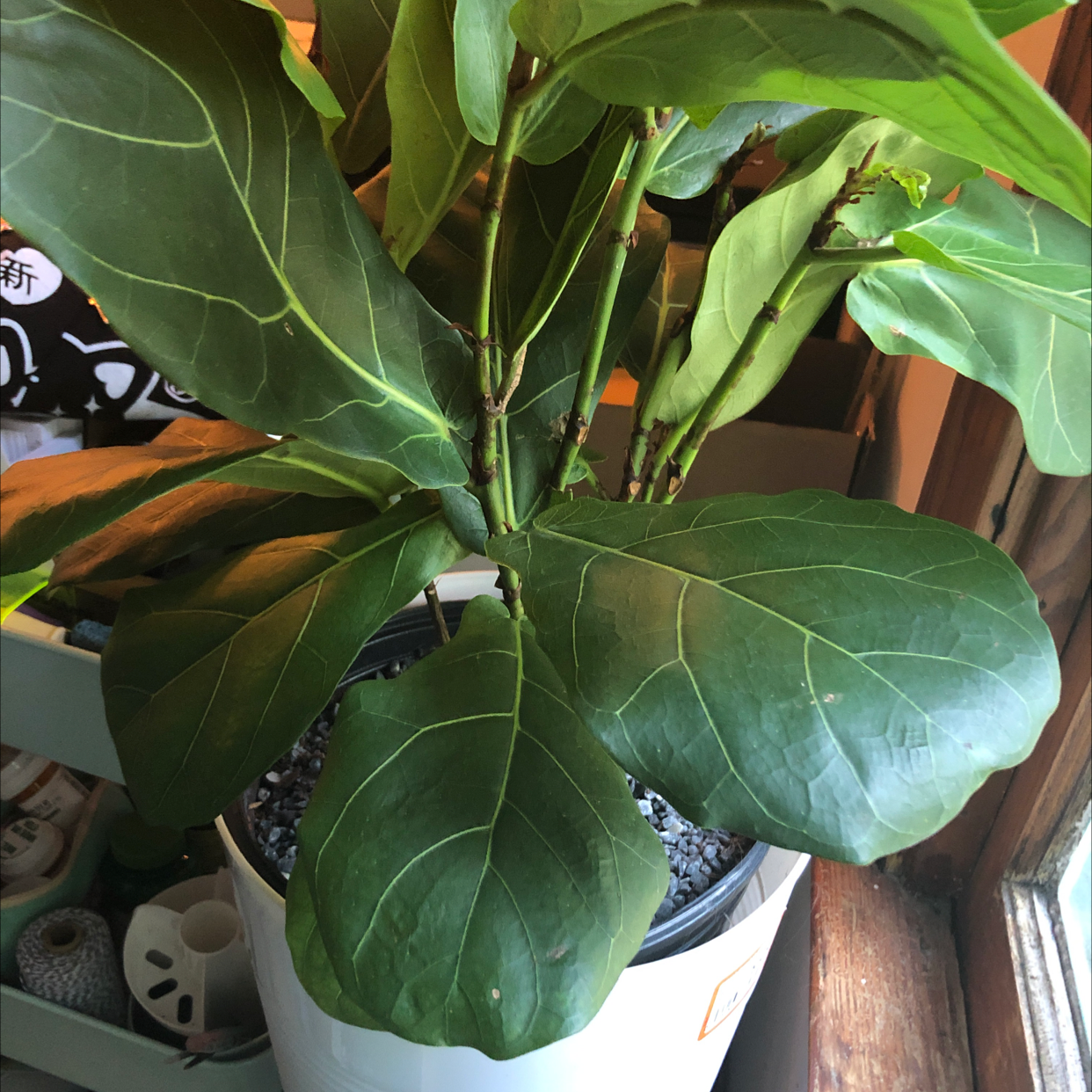 Dwarf Fiddle Leaf Fig plant photo by @neko.nebula named Childish Bambino on Greg, the plant care app.