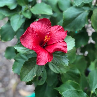 Chinese Hibiscus plant in Austin, Texas