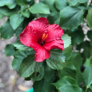 Chinese Hibiscus plant photo by Neko.nebula named Heidi Biscuits on Greg, the plant care app.