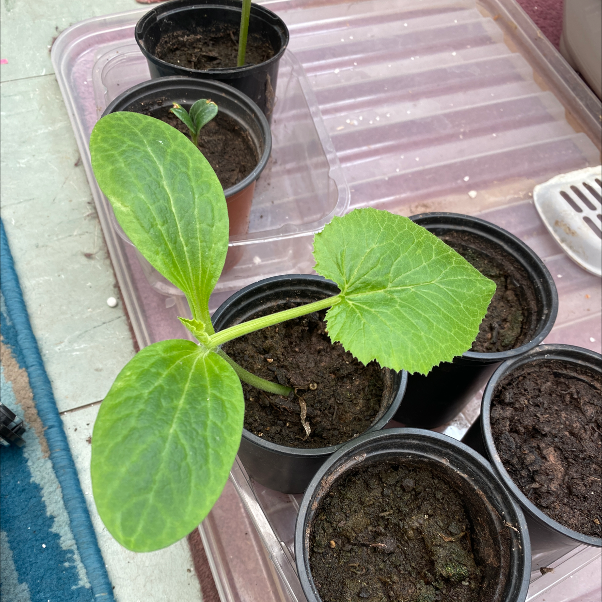 🌱 How Do I Propagate My Summer Squash?