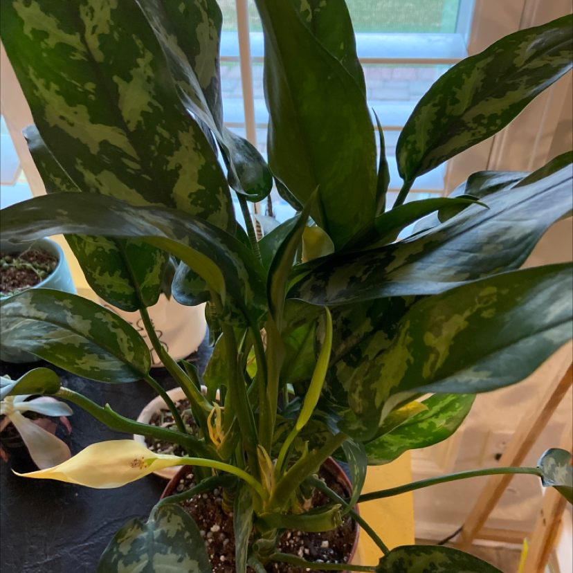 Healthy Chinese Evergreen plant with glossy variegated leaves in shades of green, some older leaves yellowing at base.