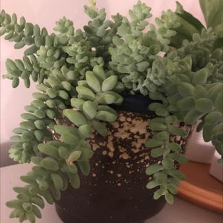 Burro's Tail plant in Stockholm, Stockholms län