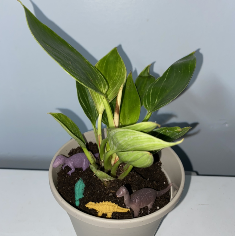 Philodendron Birkin plant in a pot with toy dinosaurs in the soil.