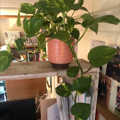 Taro Vine plant photo by @franny named Gobi on Greg, the plant care app.