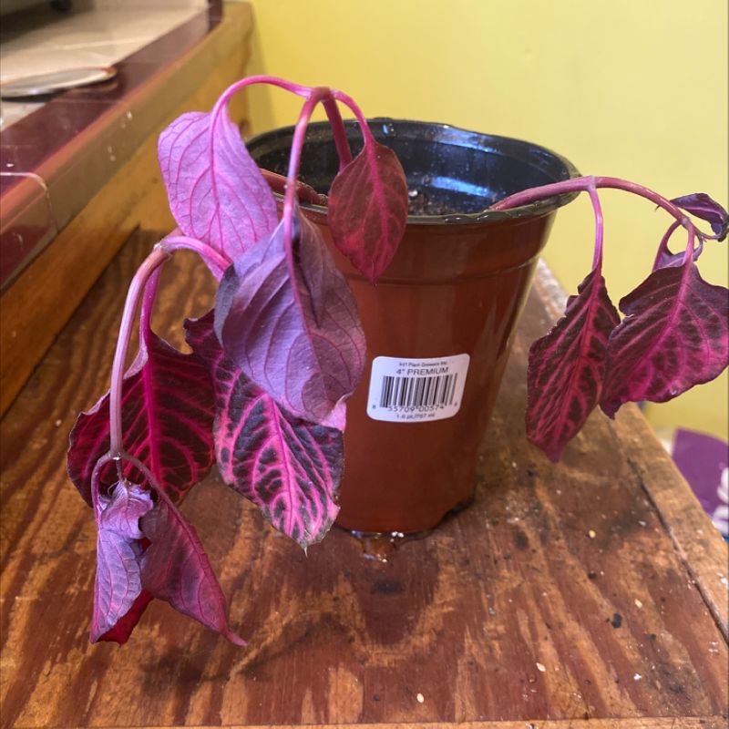 Vibrant pink and burgundy Herbst's Bloodleaf plant in a pot, with large glossy leaves showing prominent veins and variegation.