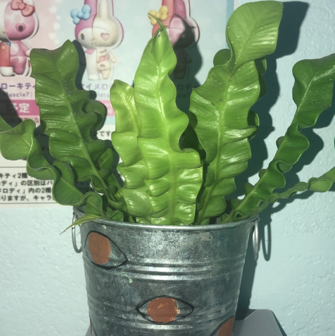 A healthy Bird's Nest Fern with glossy green crinkled fronds in a decorative metal pot, with cartoon animals in the background.