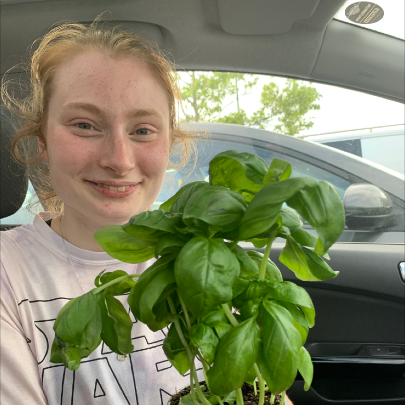 Sweet Basil plant photo by @PuddlesDay named Barry on Greg, the plant care app.