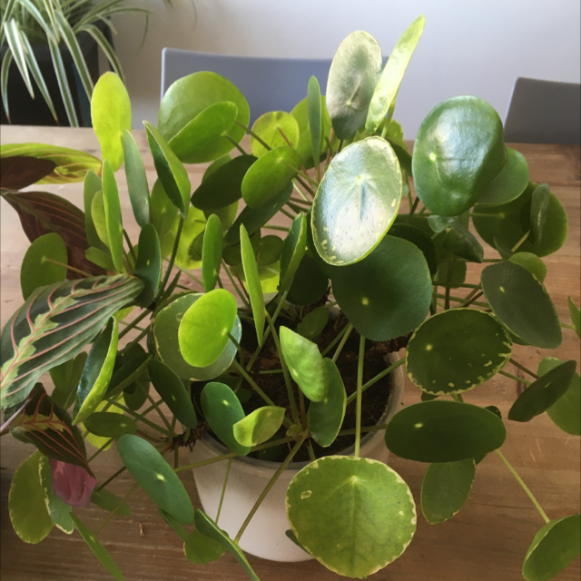 Chinese Money Plant plant photo by Sara named Chinese money plant on Greg, the plant care app.