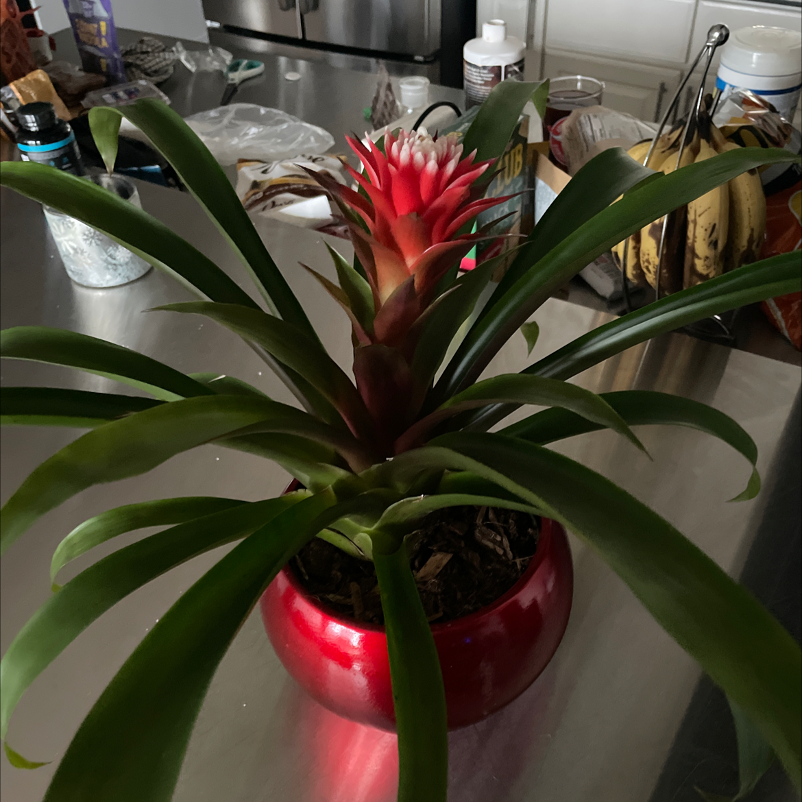 Healthy Guzmania lingulata bromeliad plant with vibrant red and yellow flower, some leaf browning, in red ceramic pot.