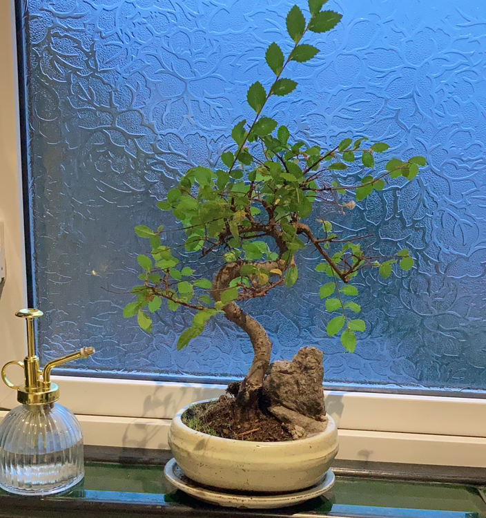 Healthy young Chinese Elm bonsai tree with small green leaves and gnarled trunk styled in oval ceramic pot.