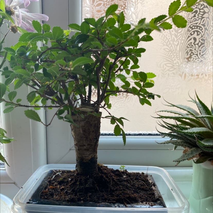 Healthy Chinese Elm bonsai tree in a white rectangular pot, with dense green foliage and a thick gnarled trunk, on a sunny windowsill.