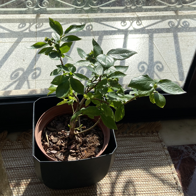 Potted blueberry plant with green leaves and small developing fruits.