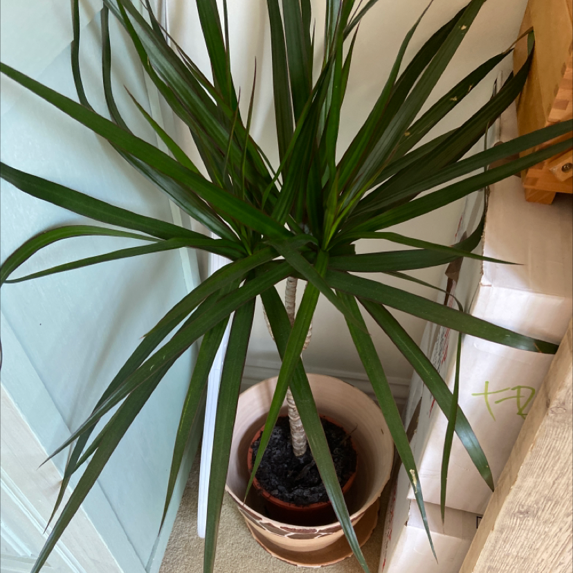 Dragon Tree plant photo by Vicky named Treeyoncé on Greg, the plant care app.