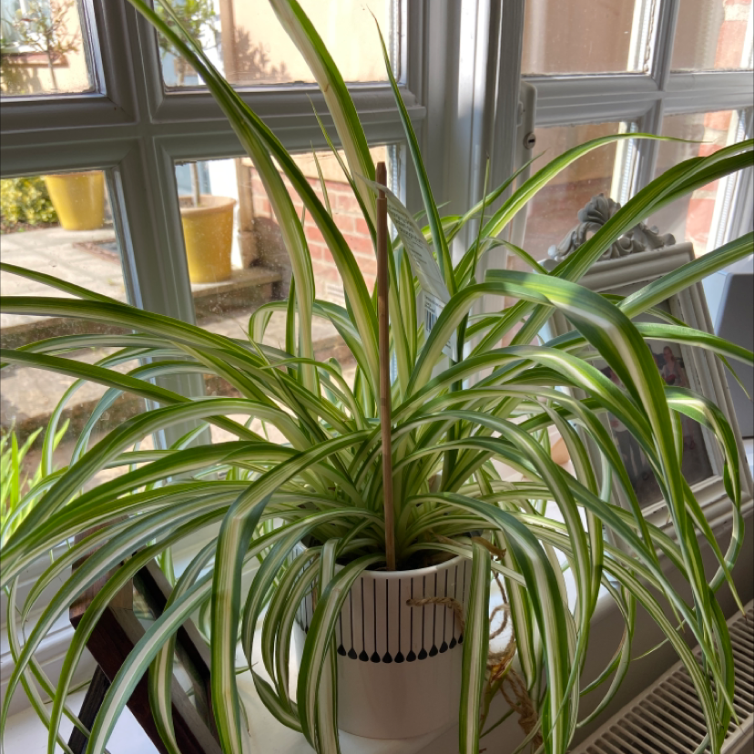 Spider Plant plant photo by Vicky named Shakira on Greg, the plant care app.