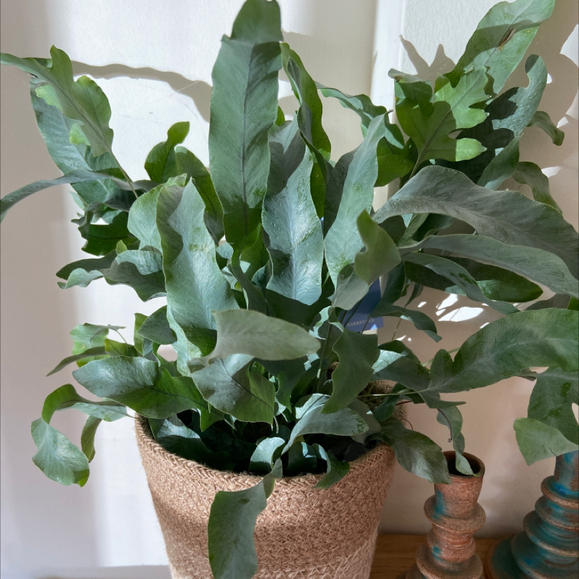 Blue Star Fern plant photo by Vicky named Sproutacus on Greg, the plant care app.