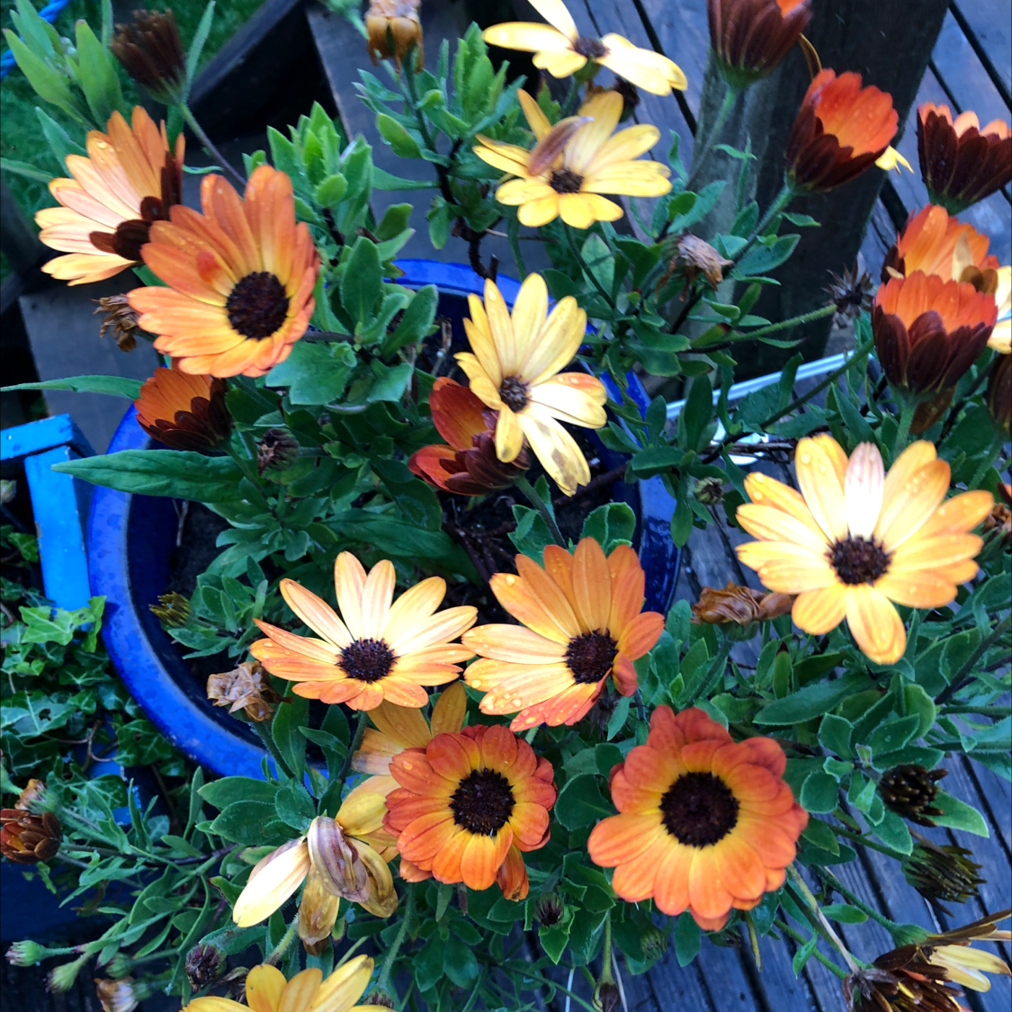 Van Staden's river daisy with vibrant orange and yellow flowers in a blue pot.