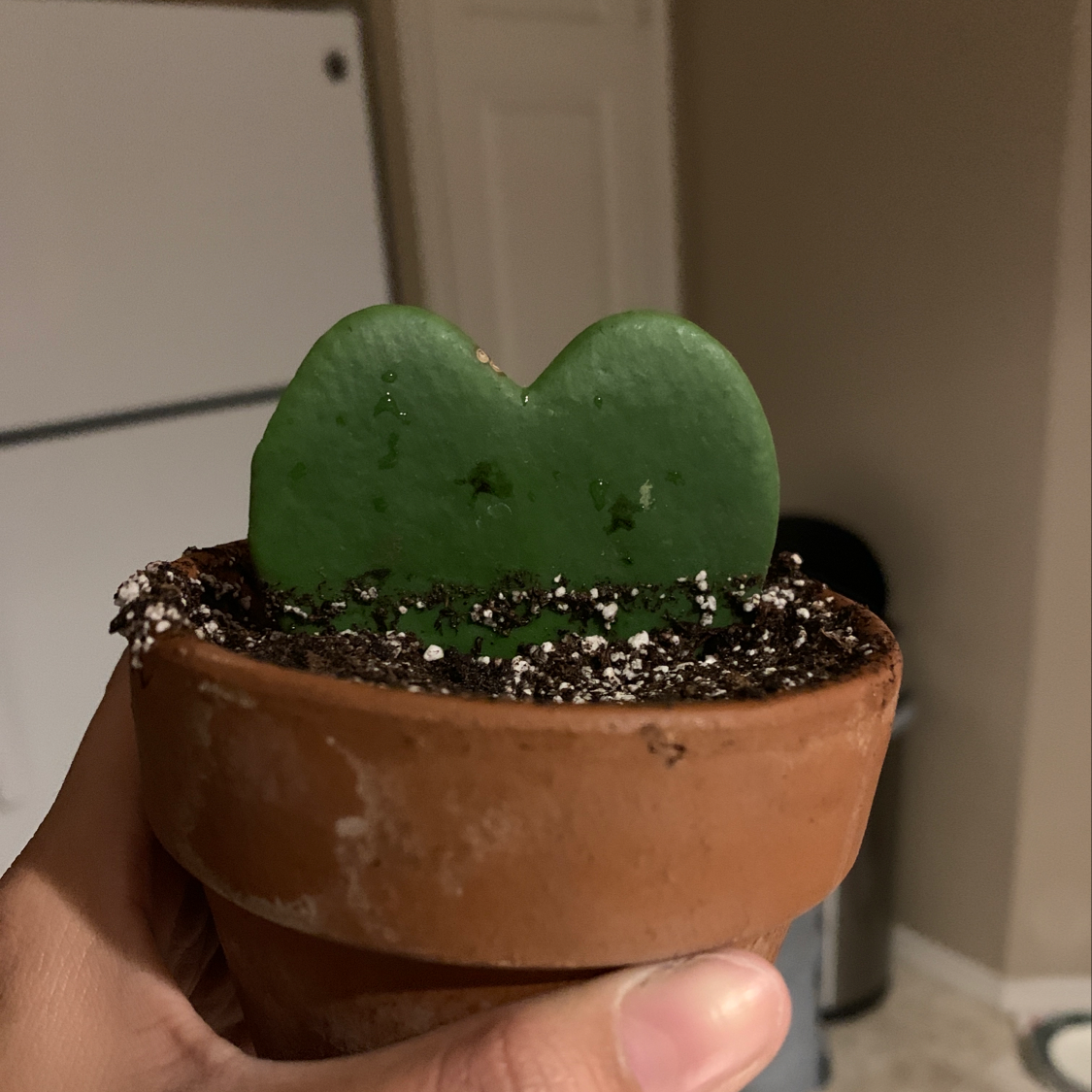Sweetheart Hoya plant in a terracotta pot with visible soil, held by a hand.