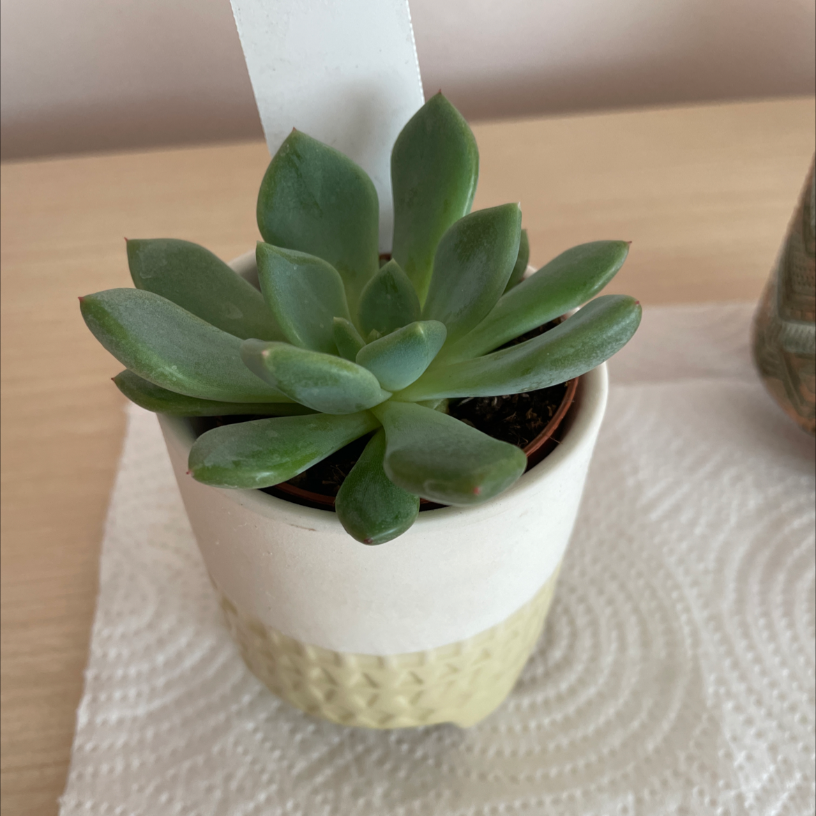 Photo of the plant species Pachyveria Little Jewel by @SagesBabyJewels named Munna on Greg, the plant care app