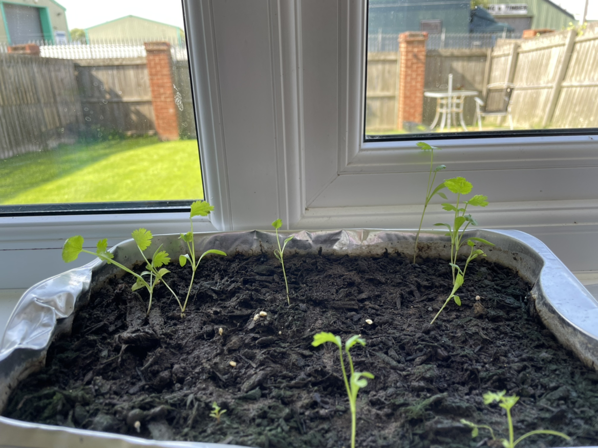 Coriander plant photo by @SagesBabyJewels named Corrie on Greg, the plant care app.