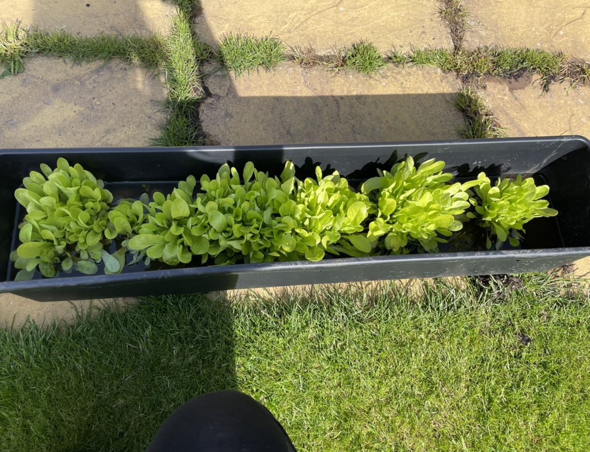 Photo of the plant species Garden Lettuce by @SagesBabyJewels named Apollo’s gracious stock on Greg, the plant care app