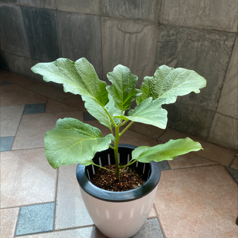A healthy young eggplant plant in a pot with visible soil.