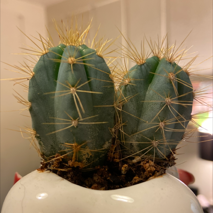 Blue Columnar Cactus with two stems in a white pot, well-framed and in focus.