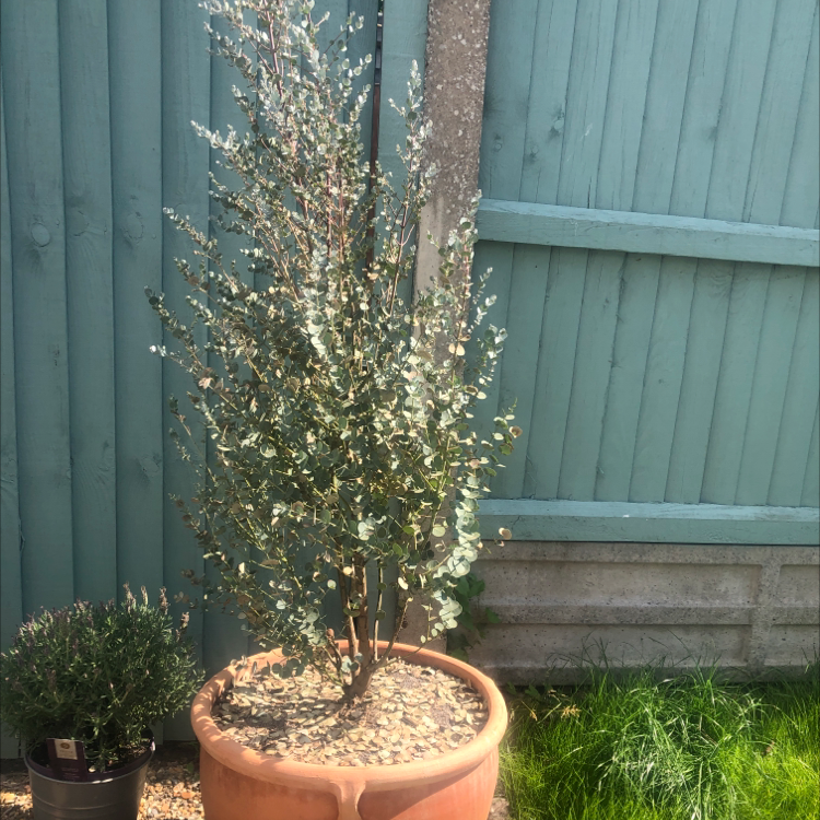 A healthy, mature Silver Dollar Tree in a terracotta pot, with dense silvery-blue rounded foliage, against a wooden fence.