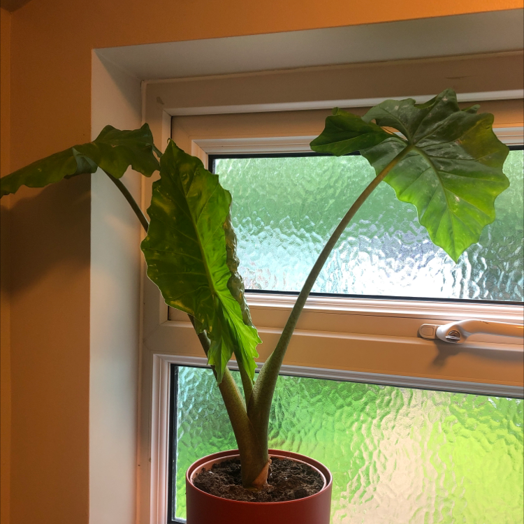 Giant Taro plant photo by Holly named Moana on Greg, the plant care app.