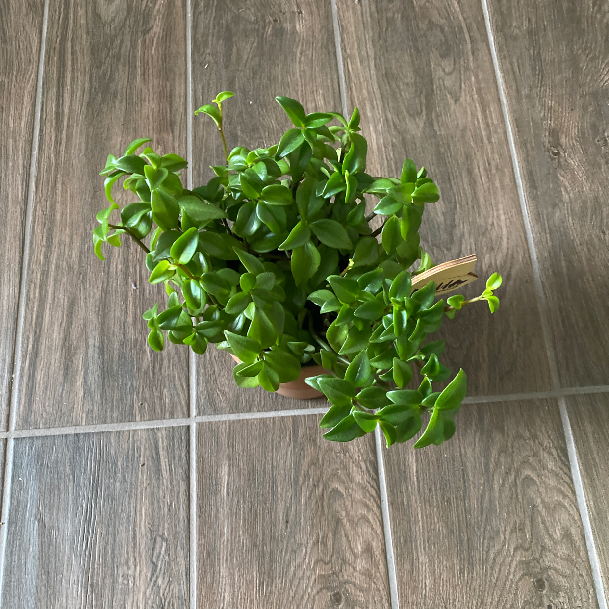 Healthy Baby Sun Rose plant with vibrant green leaves on a tiled floor.
