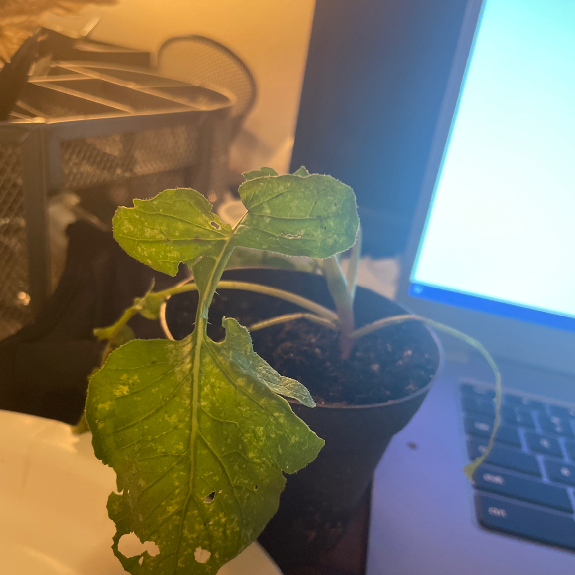 Potted radish plant with yellowing and browning leaves next to a laptop.