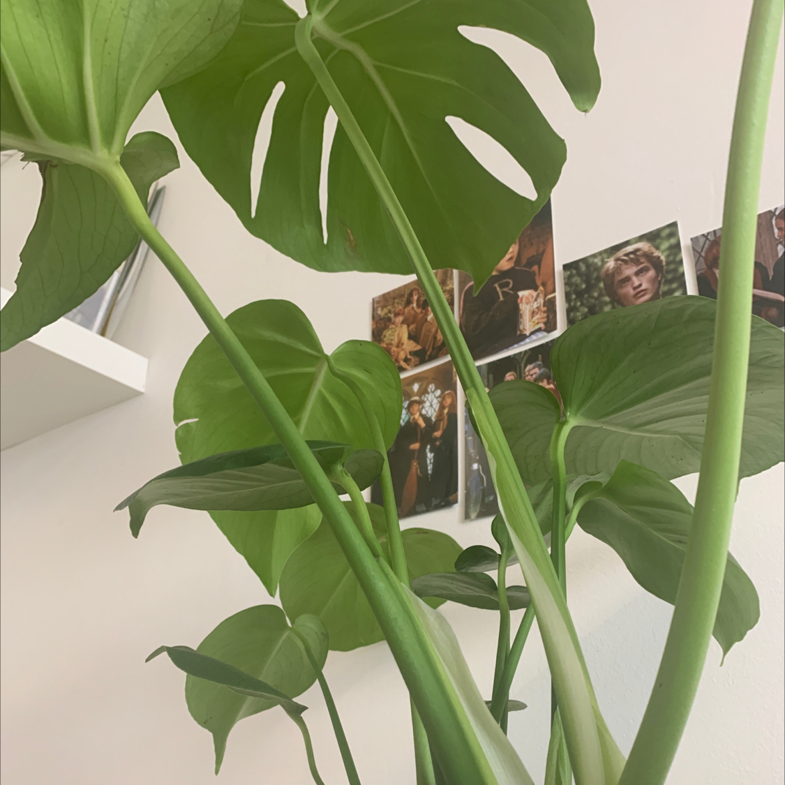 Monstera plant photo by @Rhian named Monstera on Greg, the plant care app.