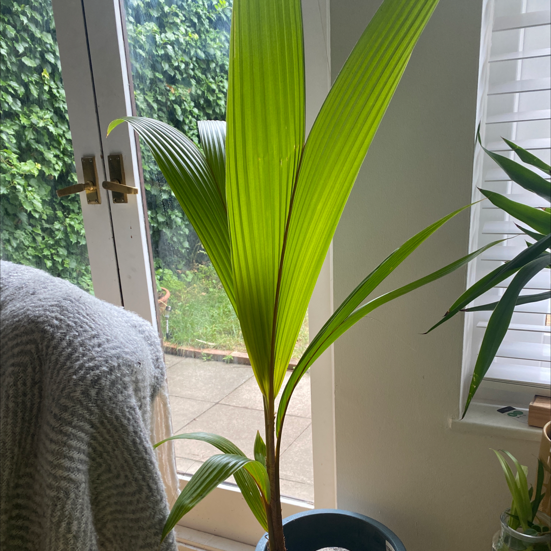 Indoor coconut plant near a window with vibrant green leaves.