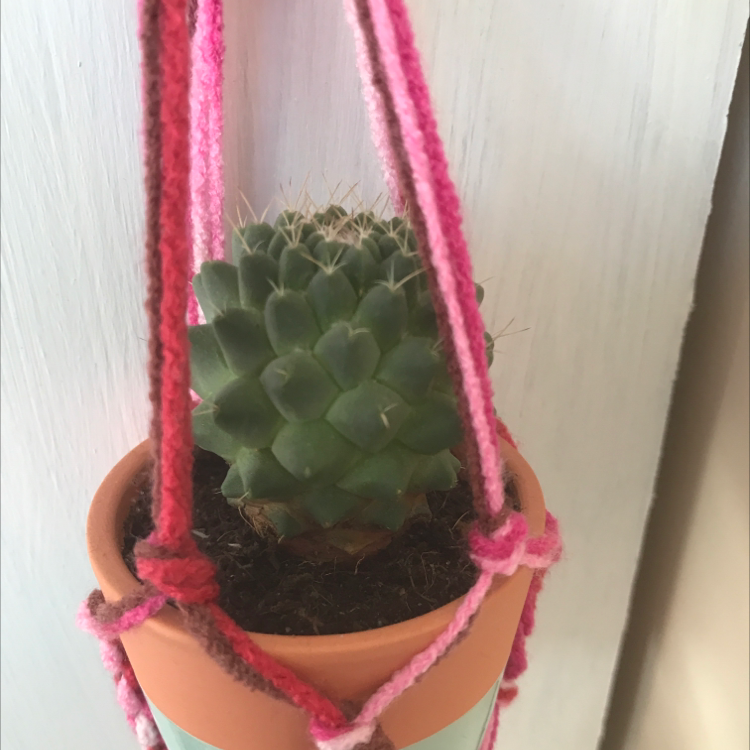 Photo of the plant species Spider Cactus by Pascale named Luna on Greg, the plant care app