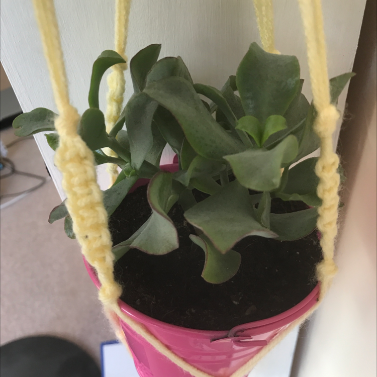 Photo of the plant species Ripple Jade by Pascale named Osmo on Greg, the plant care app