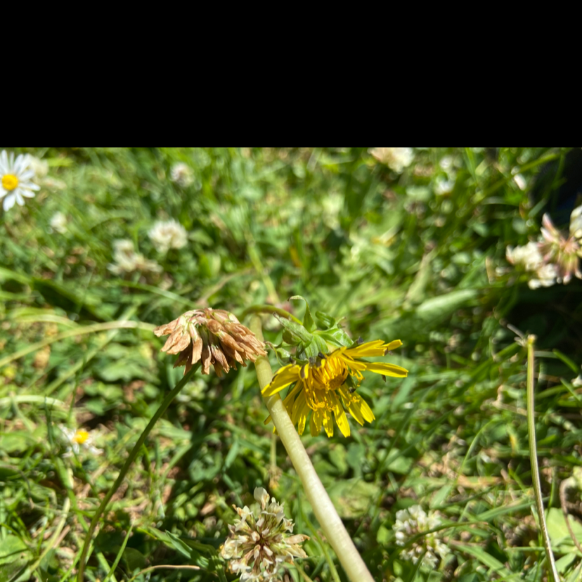 Dandelion plant photo by Elan named Horis on Greg, the plant care app.