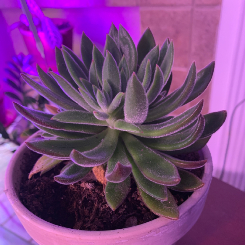Echeveria 'Arrow Setosa' succulent plant in a pot, healthy green leaves.