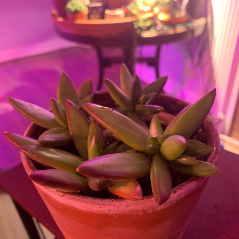 Sedum 'Firestorm' plant in a pot with green, fleshy leaves. No visible health issues.