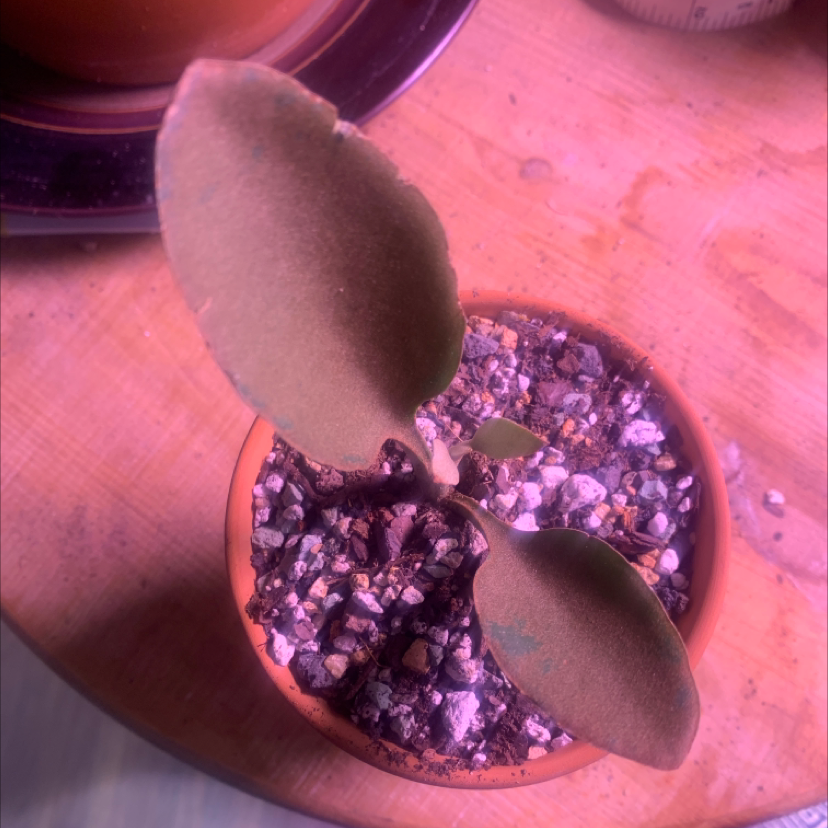 Copper Spoons plant in a small pot with visible soil and gravel.