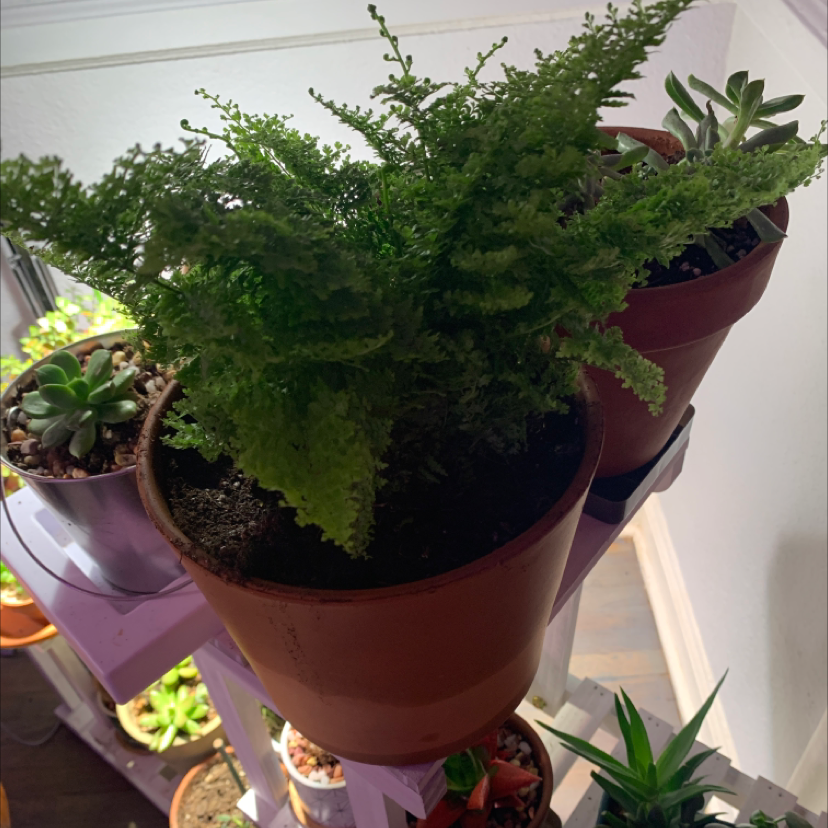 Healthy, mature Asparagus Fern with lush green foliage in a burgundy ceramic pot, surrounded by smaller succulent plants.