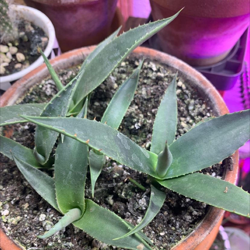 Agave 'Blue Glow' plant in a pot with visible soil and healthy green leaves.