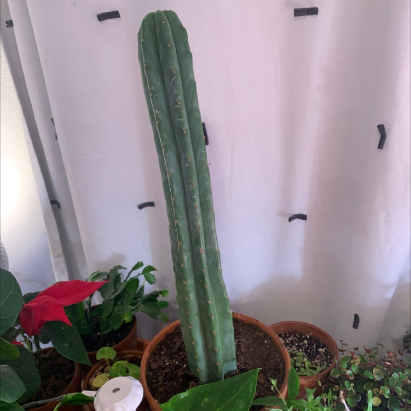 San Pedro Cactus in a pot with multiple plants in the background.