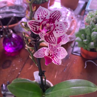 Phalaenopsis orchid plant in Tulsa, Oklahoma