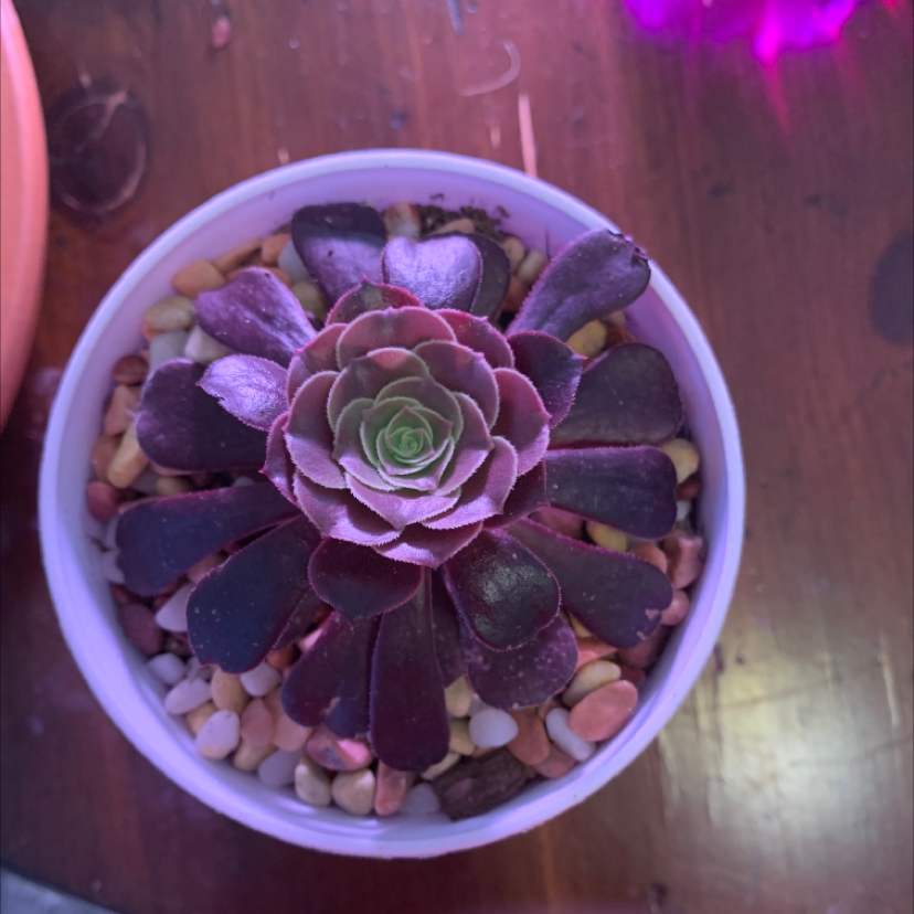 Tree Aeonium plant in a small pot with pebbles on the soil surface.