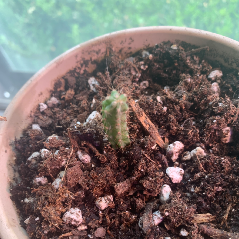 Photo of the plant species Trichocereus 'La Paz' by @Rclark3901 named TRICHOCEREUS BRIDGESII on Greg, the plant care app