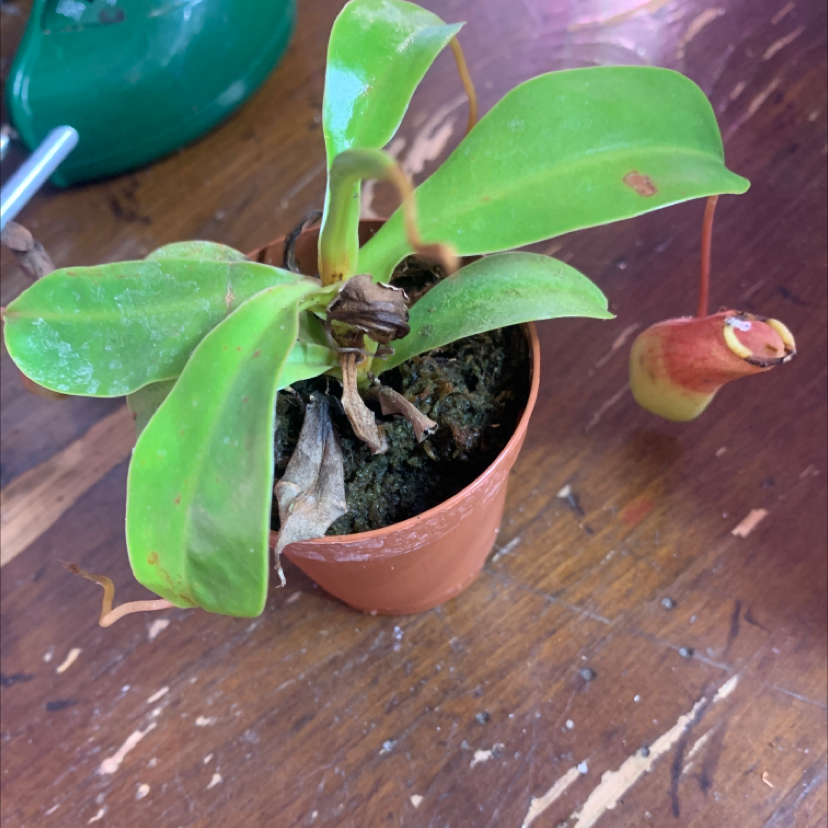 Tropical Pitcher Plant in a small pot with green leaves and a visible pitcher.