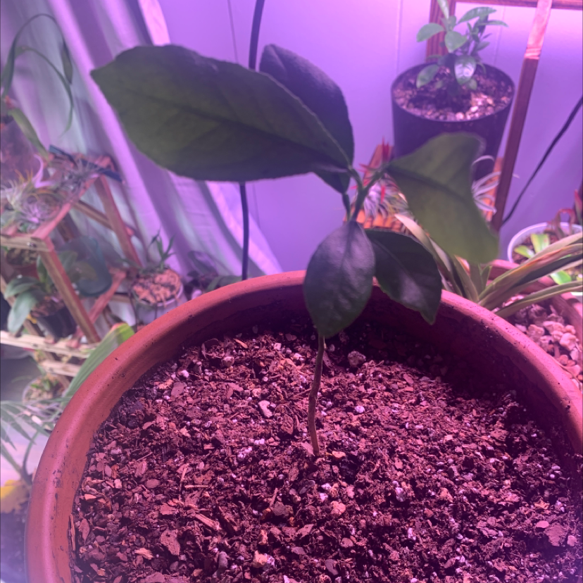Young oval kumquat plant in a pot with visible soil, under purple grow light.