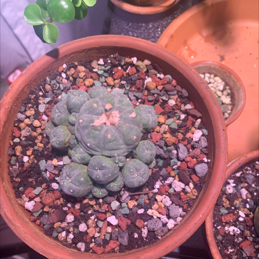 Potted Peyote cactus with multiple green heads and visible well-draining soil.