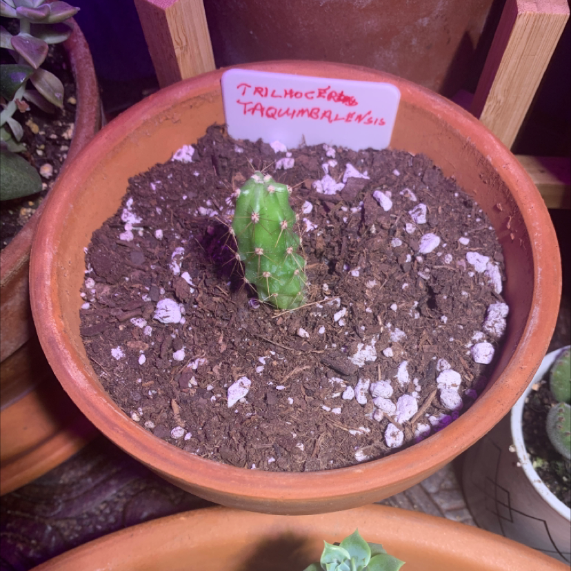 Photo of the plant species Trichocereus 'La Paz' by @Rclark3901 named TRICHOCEREUS TAQUIMBALENSIS on Greg, the plant care app