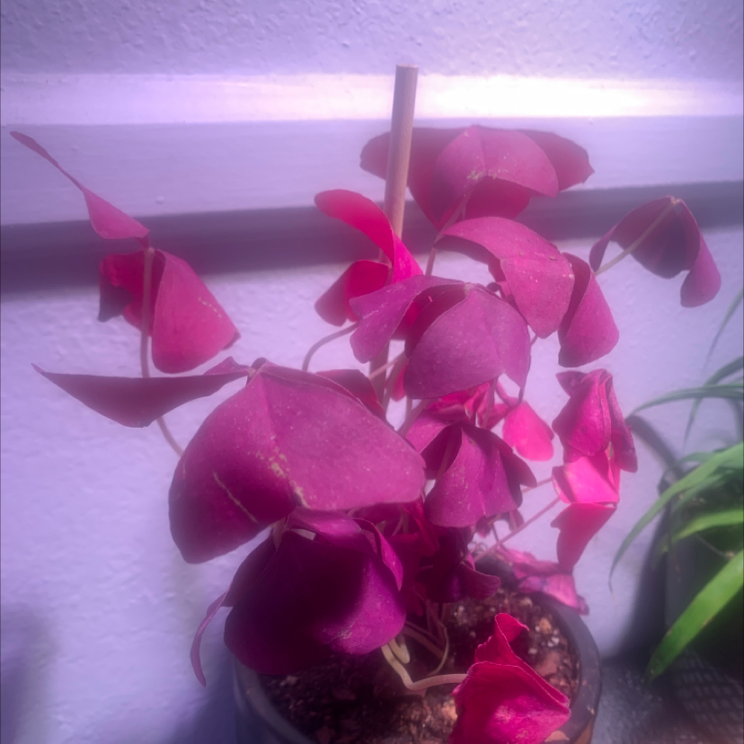 A healthy potted Purple Shamrock plant with vibrant purple leaves, fully open and unfolded, positioned near a window with soft natural light.